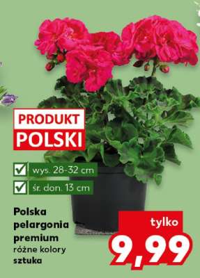 Polska pelargonia premium