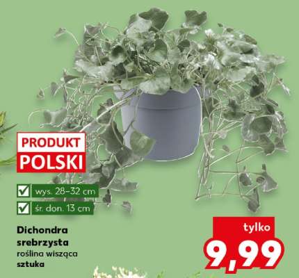 Dichondra srebrzysta