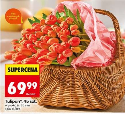 Tulipan*, 45 szt.