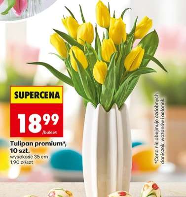 Tulipan premium*, 10 szt.