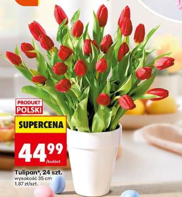 Tulipan 24 szt