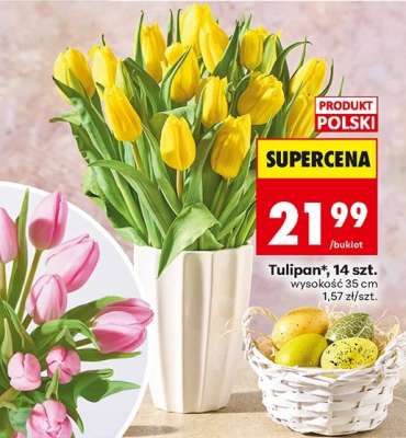 Tulipan, 14 szt.