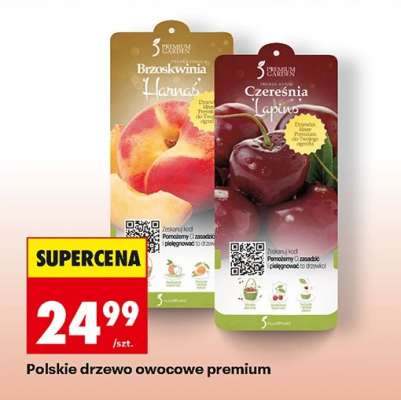 Polskie drzewo owocowe premium
