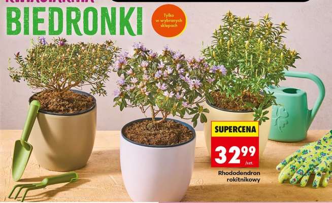 Rhododendron rokitnikowy