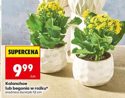 Kalanchoe lub begonia w rożku