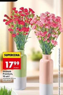 Gozdzik premium 12 szt