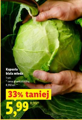 KAPUSTA BIAŁA MŁODA