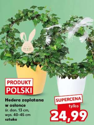 Hedera zaplatana w osłonce