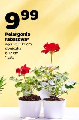 Pelargonia rabatowa*