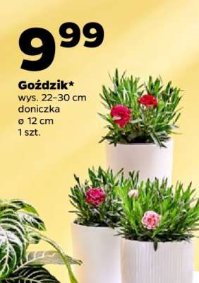 Goździk