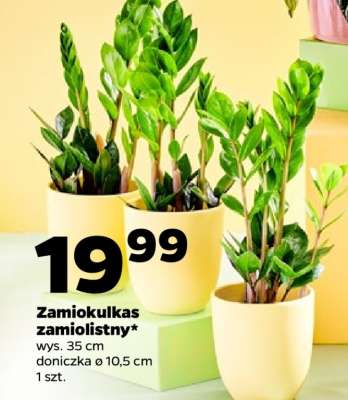 Zamiokulkas zamiolistny