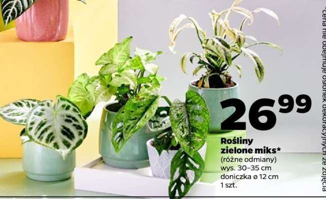 Rośliny zielone miks