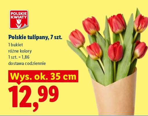 Polskie tulipany, 7 szt.
