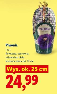 Piwonia