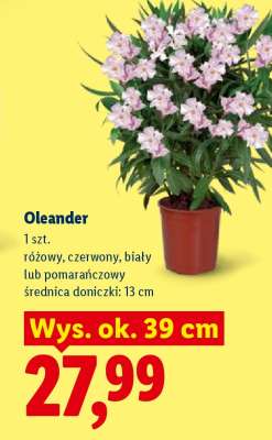 Oleander