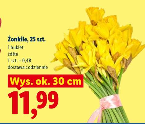 Žonkile, 25 szt.