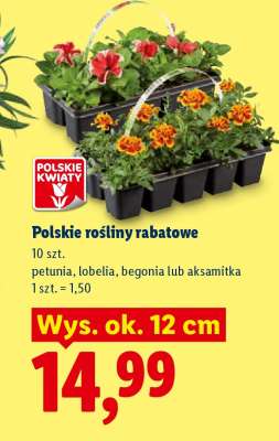 Polskie rośliny rabatowe