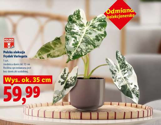 Polska alokazja Frydek Variegata