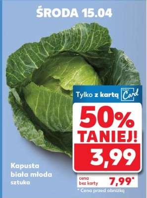 Kapusta biała młoda sztuka