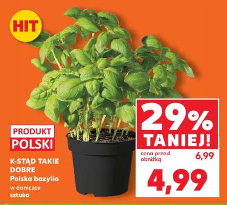 Polska bazylia w doniczce sztuka