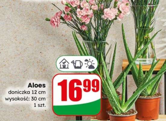 Aloes
