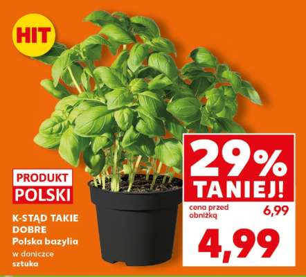 K-STAÐ TAKIE DOBRE Polska bazylia w doniczce sztuka