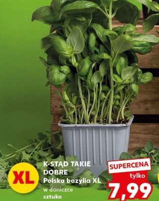 Polska bazylia XL