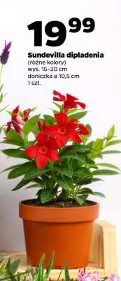Sundevilla dipladenia