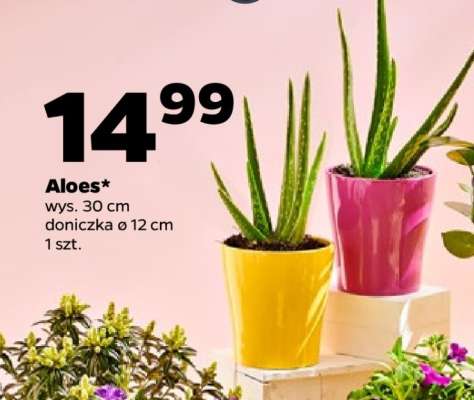 Aloes