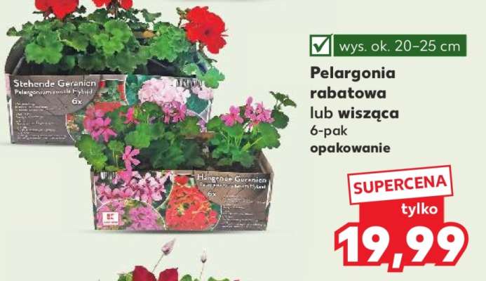 Pelargonia rabatowa lub wisząca