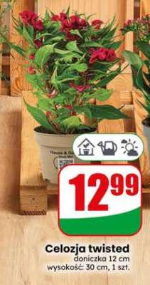 Celozja Twisted