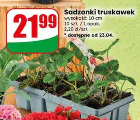 Sadzonki truskawek