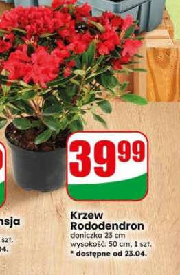 Krzew Rododendron
