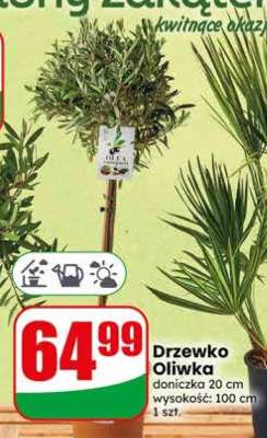 Drzewko Oliwka