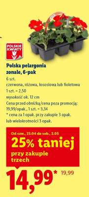 Polska pelargonia zonale, 6-pak