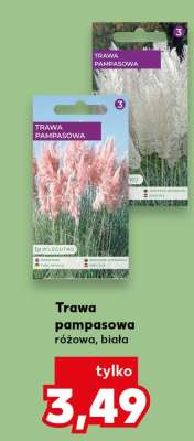 Trawa pampasowa