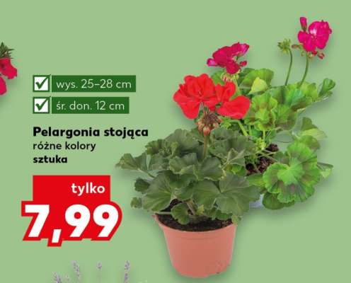 Pelargonia stojąca