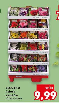 LEGUTKO Cebule kwiatów