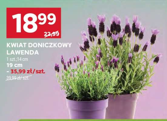 Kwiat doniczkowy lawenda