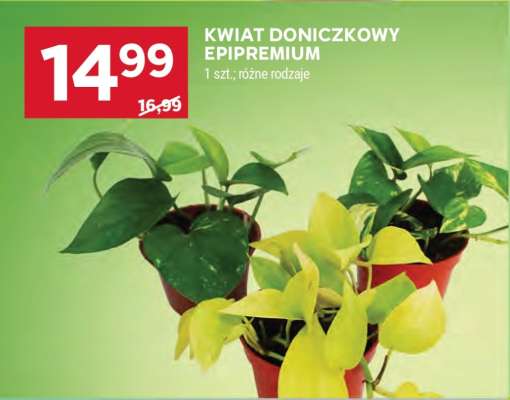 Kwiat doniczkowy Epipremium