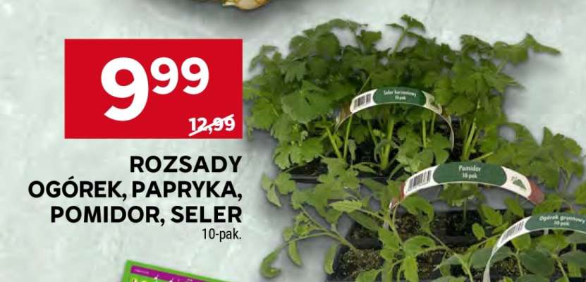 Rozsady Ogórek, Papryka, Pomidor, Seler