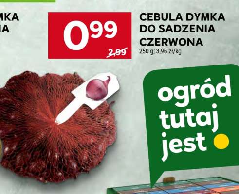 Cebula Dymka do Sadzenia Czerwona