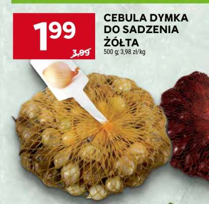 Cebula dymka do sadzenia żółta