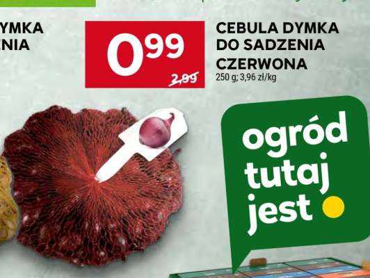 Cebula Dymka do Sadzenia Czerwona