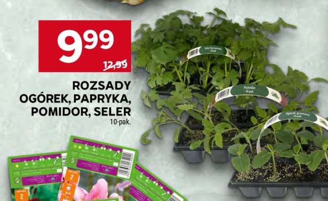 Rozsady Ogórek, Papryka, Pomidor, Seler