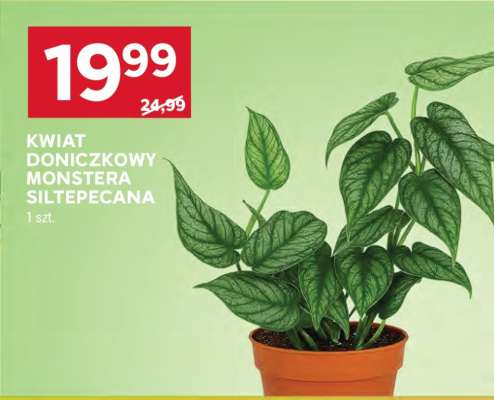 Kwiat doniczkowy Monstera Siltepecana