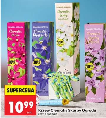 Krzew Clematis Skarby Ogrodu