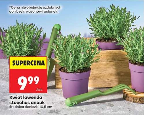 Kwiat lawenda stoechas anouk