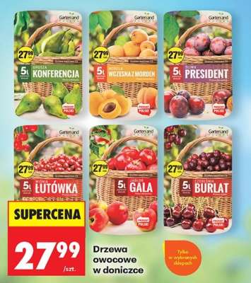 Drzewa owocowe w doniczce