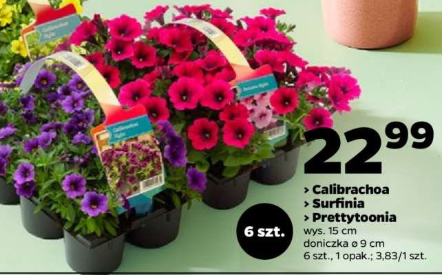 Calibrachoa, Surfinia, Prettytoonia
